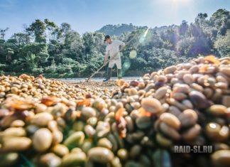 Методы обработки кофейного зерна