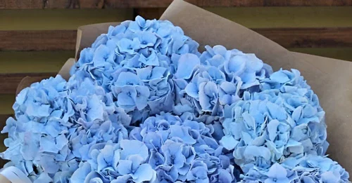 Свежие букеты от AzaliaNow — дарите радость!